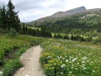 Skyline Trail